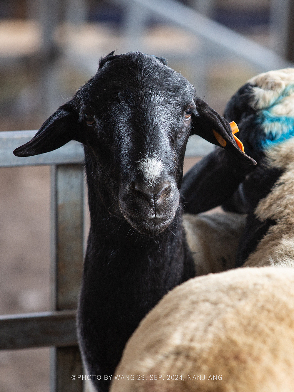 喀什|牛羊大巴扎