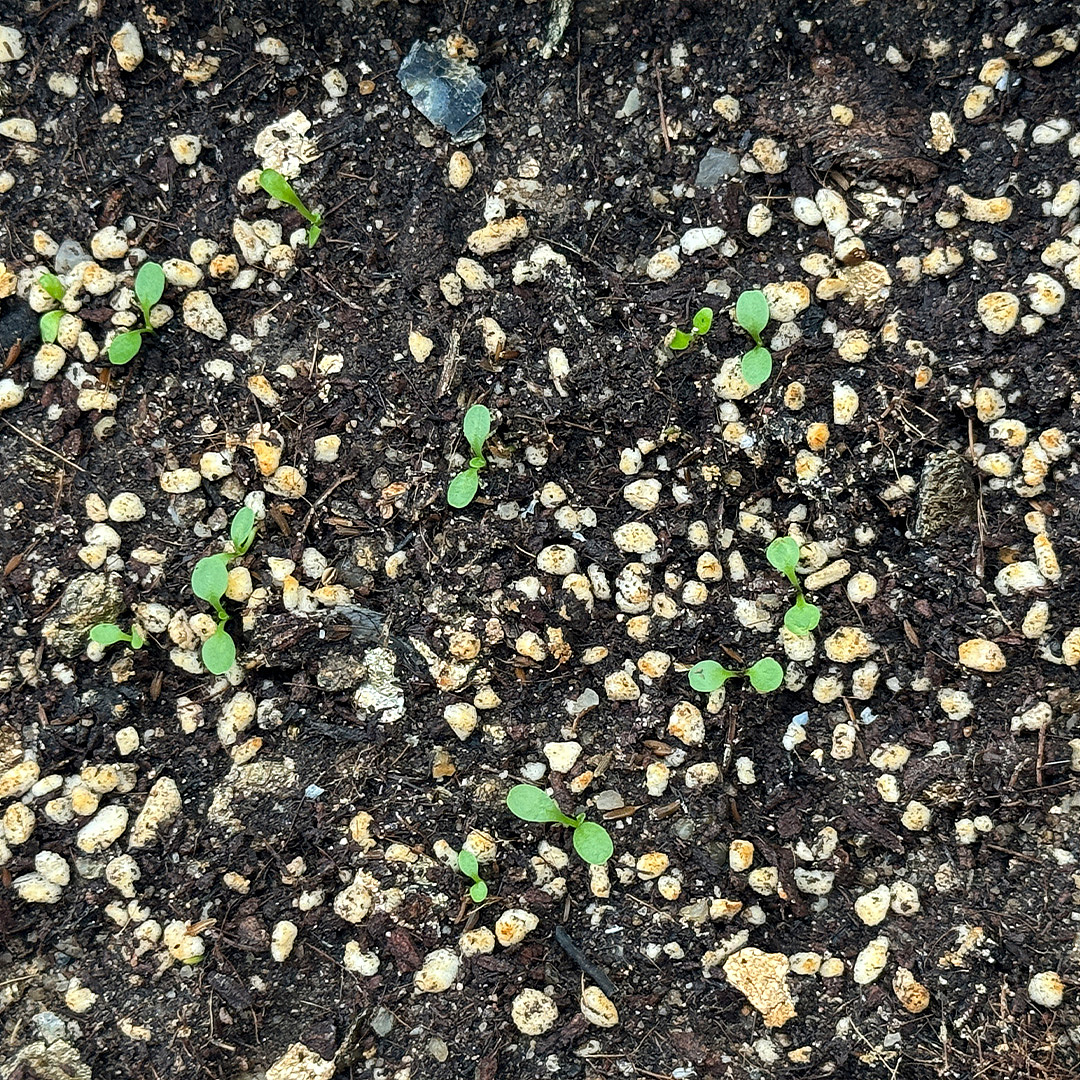 蒲公英生长阶段