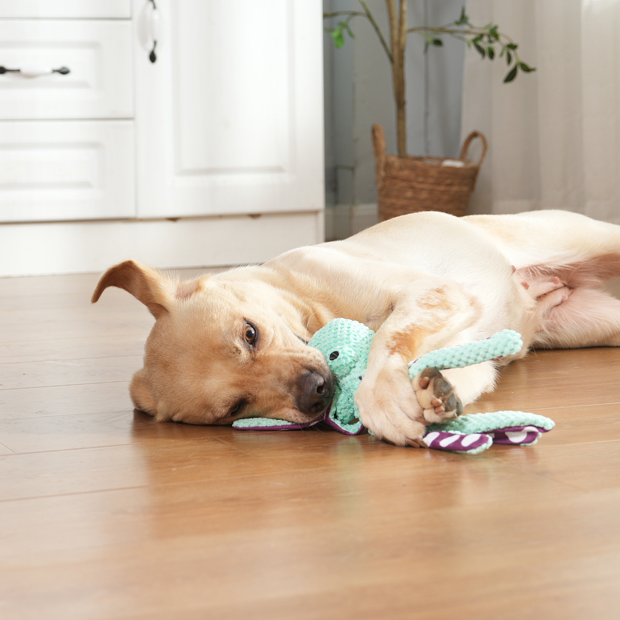 宠物玩具拍摄产品摄影亚马逊静物主图设计视频制作详情