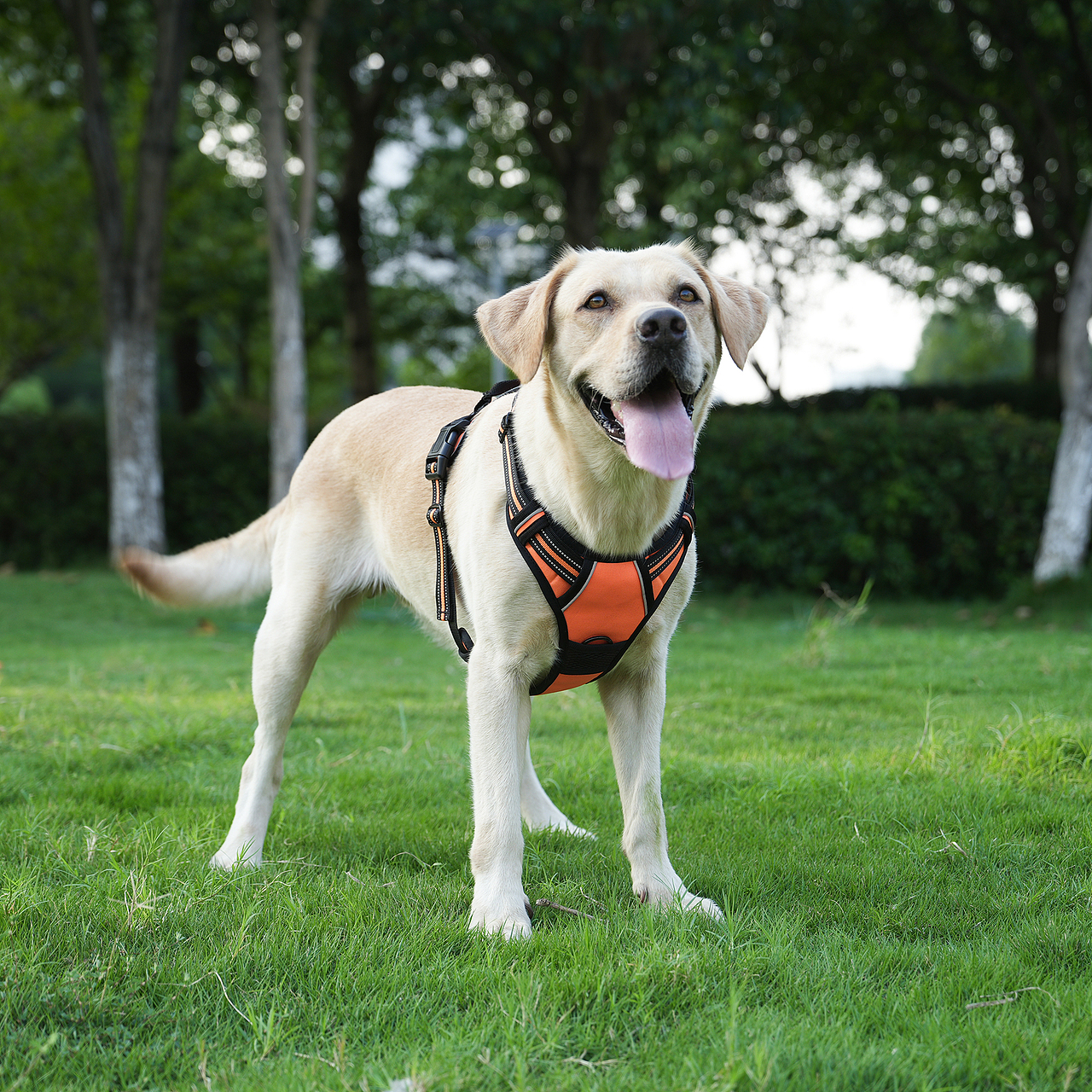 宠物玩具拍摄产品摄影亚马逊静物主图设计视频制作详情