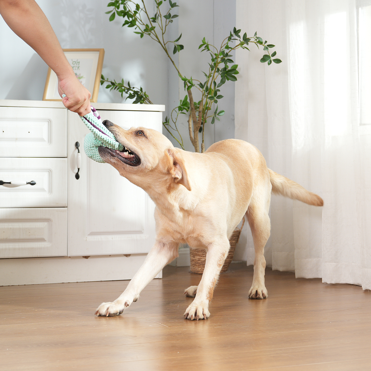 宠物玩具拍摄产品摄影亚马逊静物主图设计视频制作详情