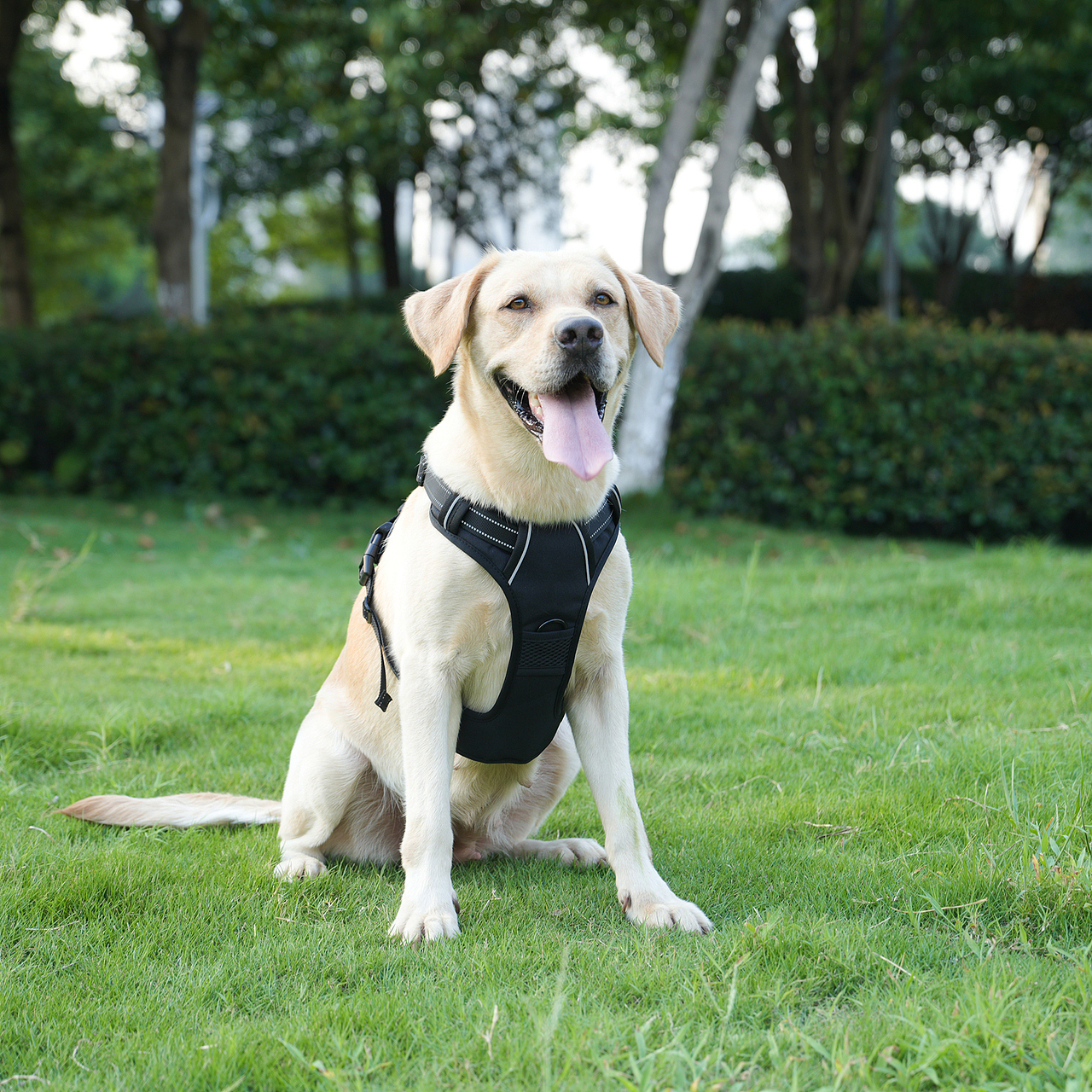 宠物玩具拍摄产品摄影亚马逊静物主图设计视频制作详情