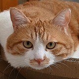 猫爪必须在上唔的头像