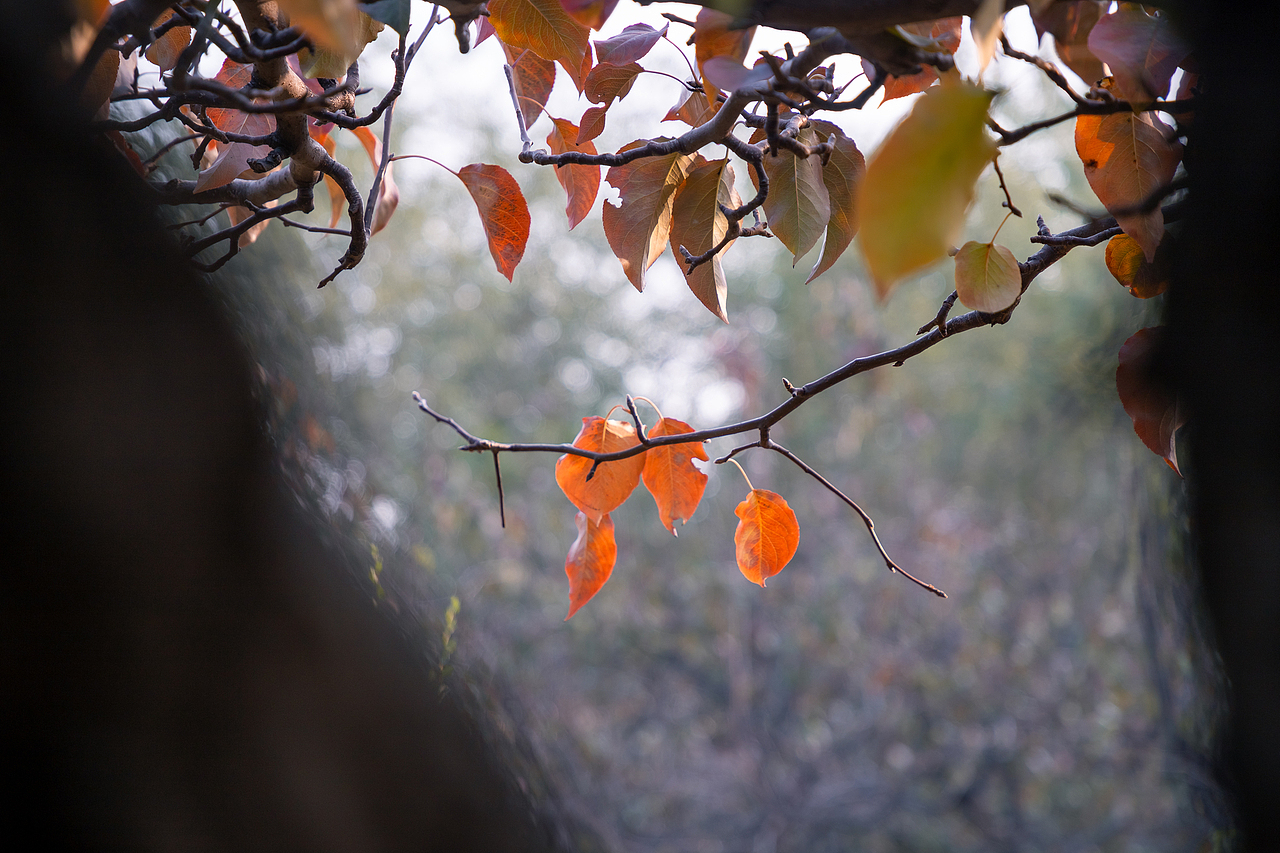 梨乡水湾的秋色