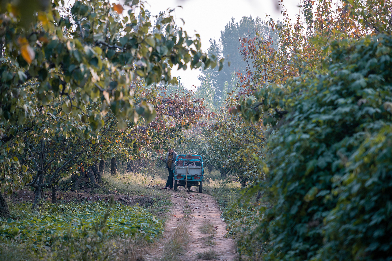 梨乡水湾的秋色