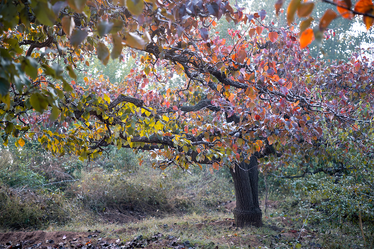 梨乡水湾的秋色