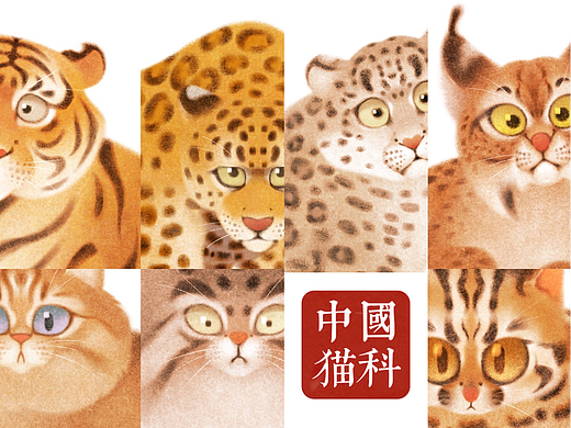 中国本土猫科