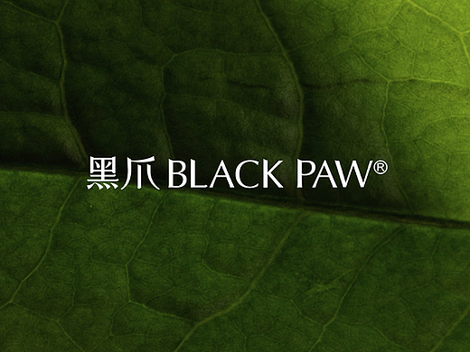 视频｜黑爪BLACK PAW ｜大佛龙井系列 X Handstand倒立