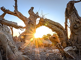 國慶的胡楊林，五菱星光S 青島——新疆 