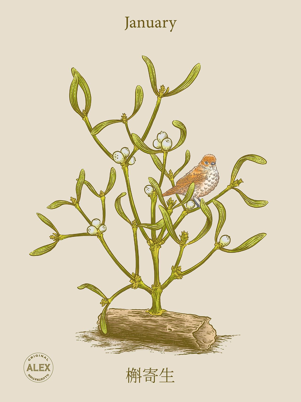 Forestletter品牌插画（图ZMzc5MjY1MjE2） - 商业插画 - 站酷设计师花椒的Alex原创素材 - 站酷ZCOOL