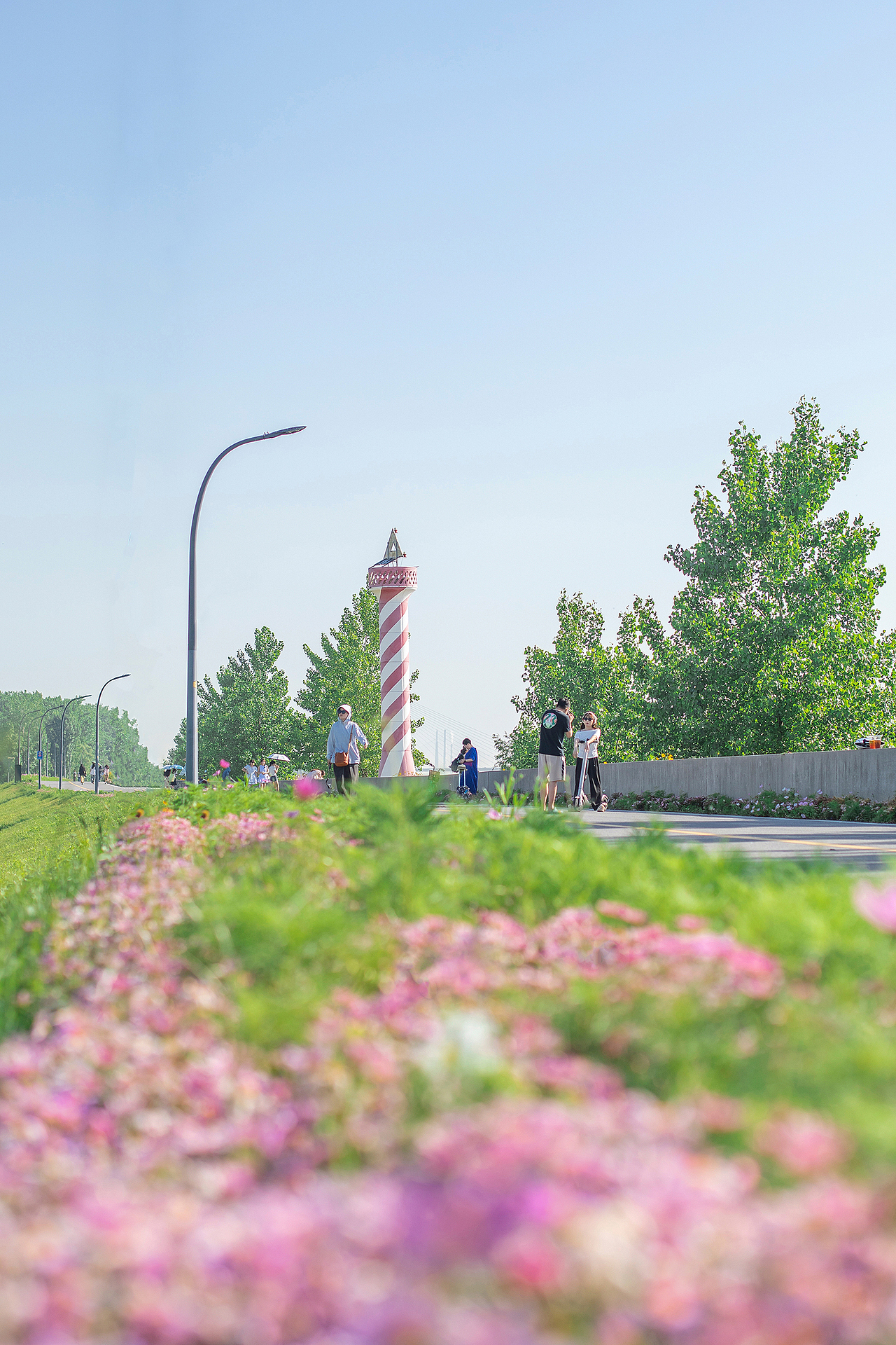 【五月南京】盛满黄金菊的初夏