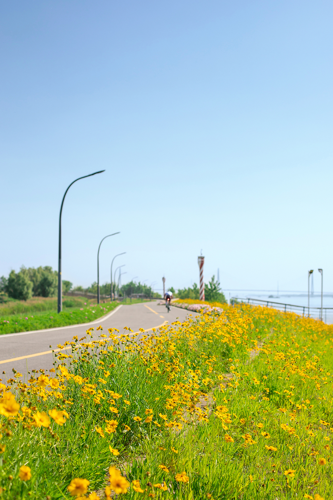 【五月南京】盛满黄金菊的初夏