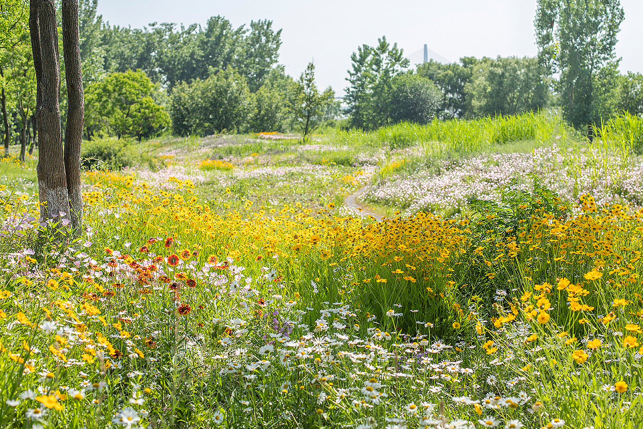 【五月南京】盛满黄金菊的初夏