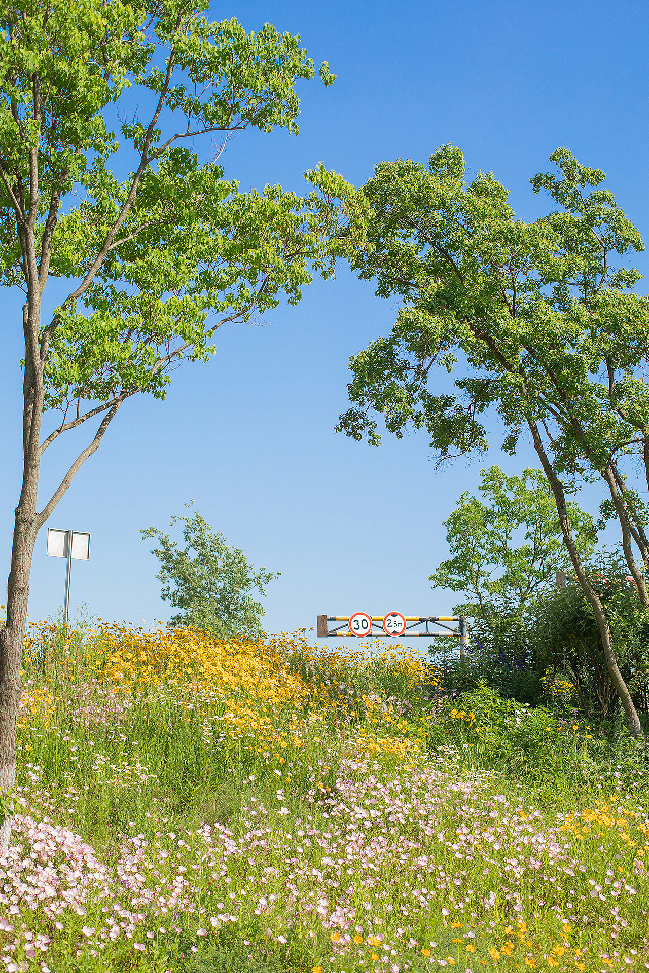 【五月南京】盛满黄金菊的初夏