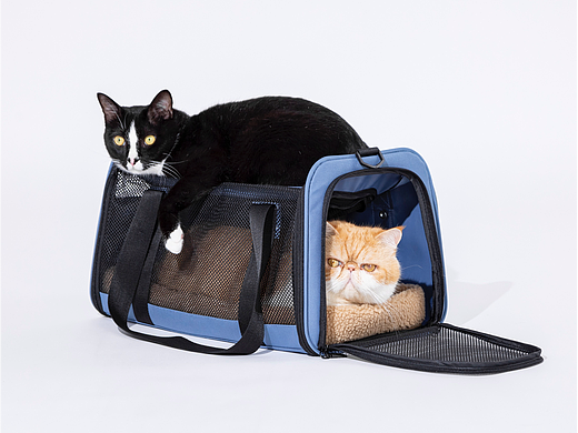 猫咪出行的梦幻城堡