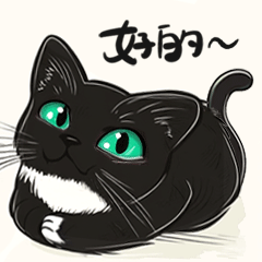 我的猫咪们的表情包