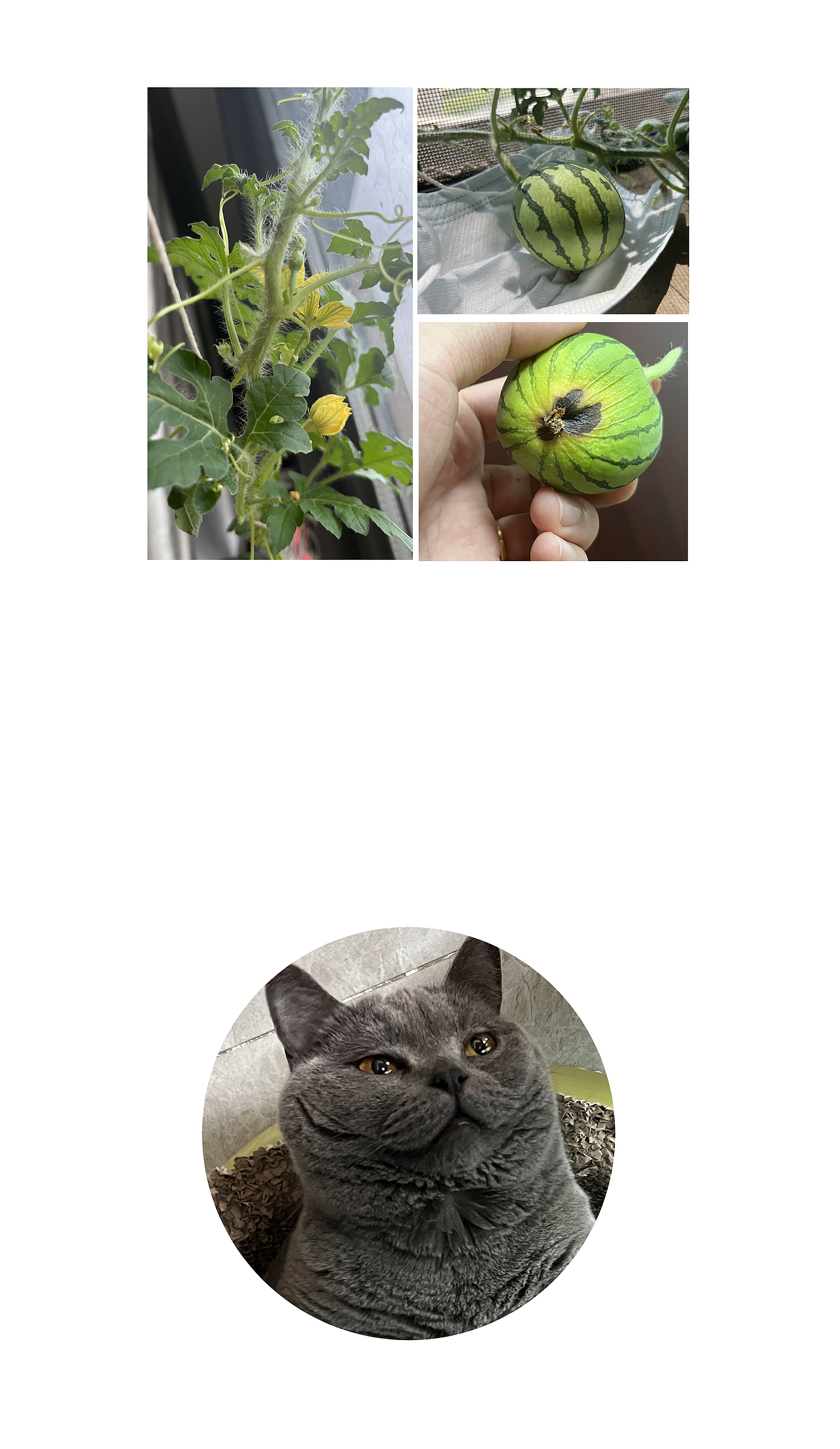 我在阳台种西瓜（图ZMzc5NDExOTI0） - 短篇/格漫 - 站酷设计师八卦猫人原创素材 - 站酷ZCOOL