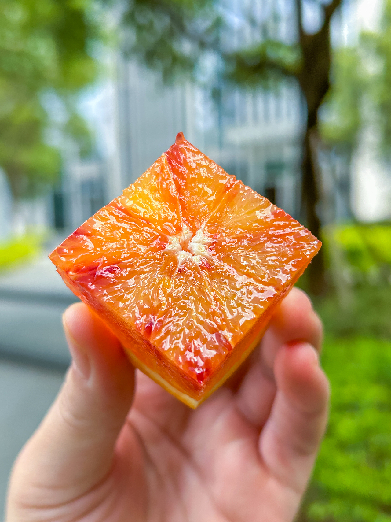 血橙（图ZMzc5NTIxMTE2） - 产品摄影 - 站酷设计师头顶小野牛原创素材 - 站酷ZCOOL