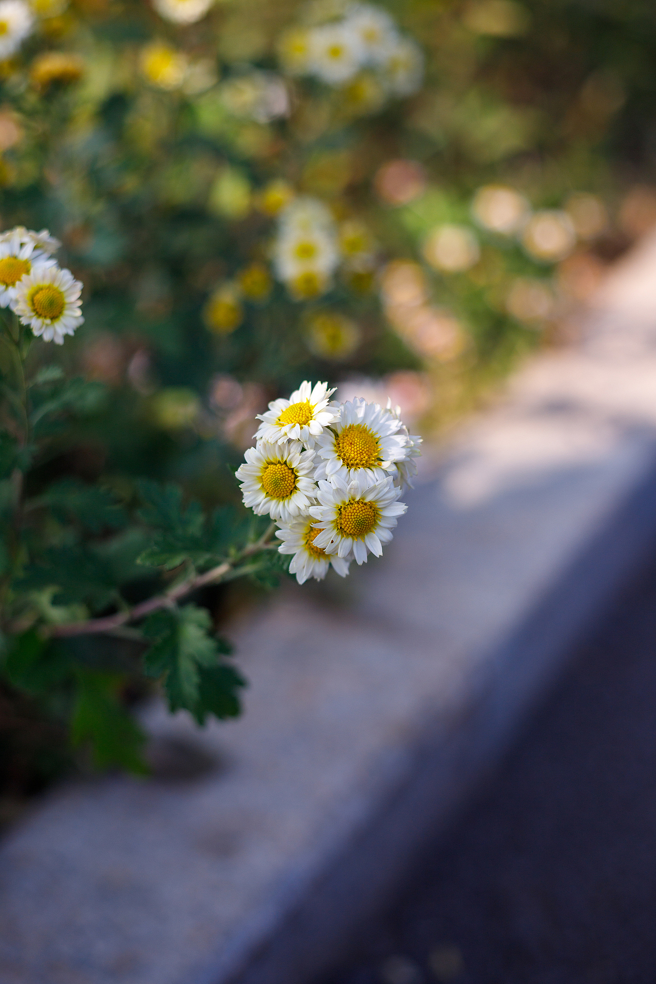 绿化带里的小菊花