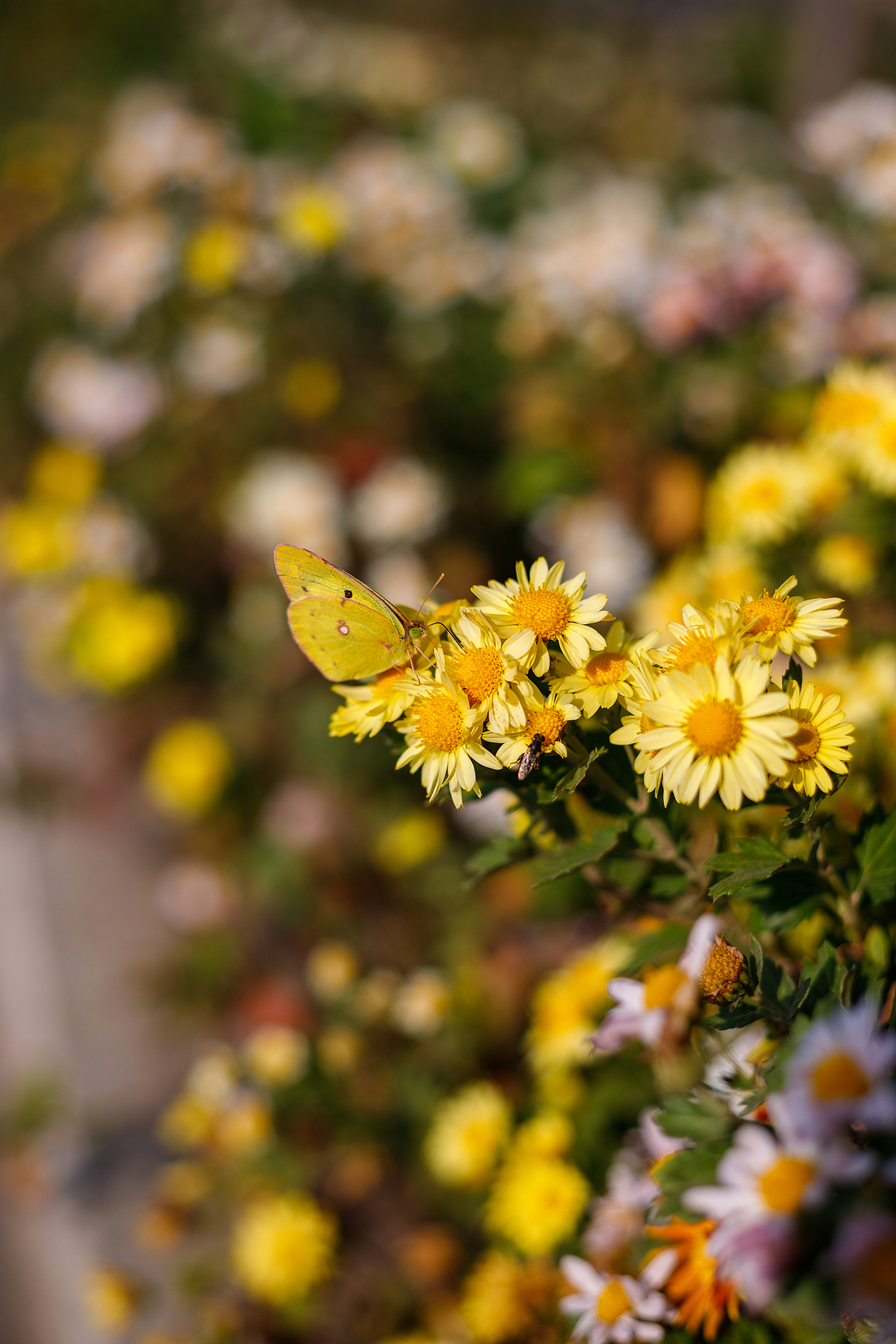 绿化带里的小菊花
