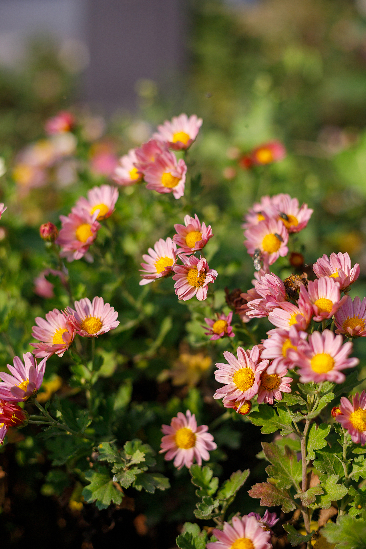 绿化带里的小菊花