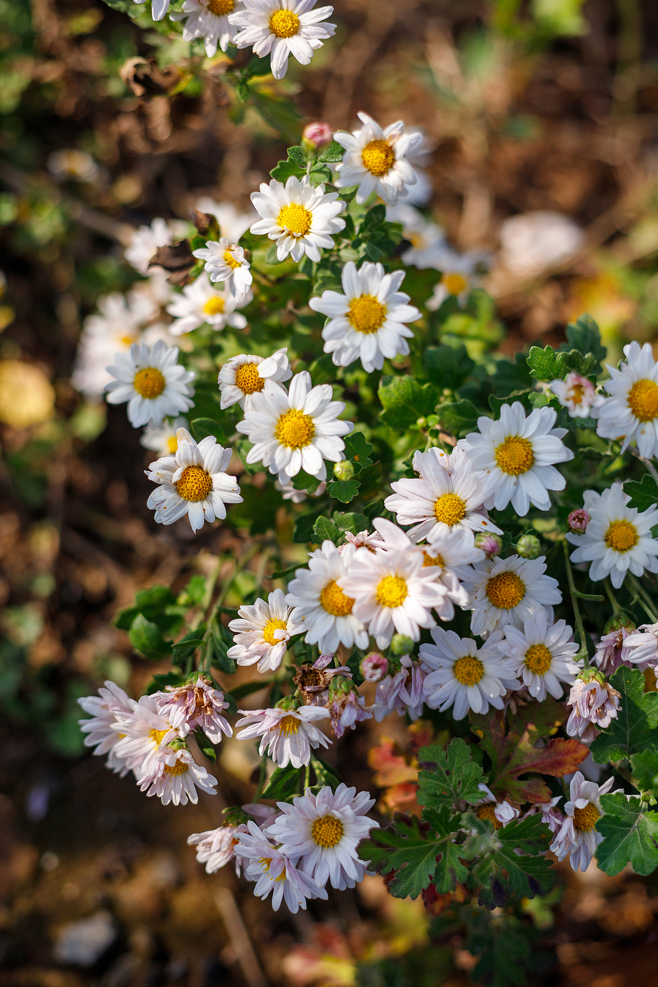 绿化带里的小菊花
