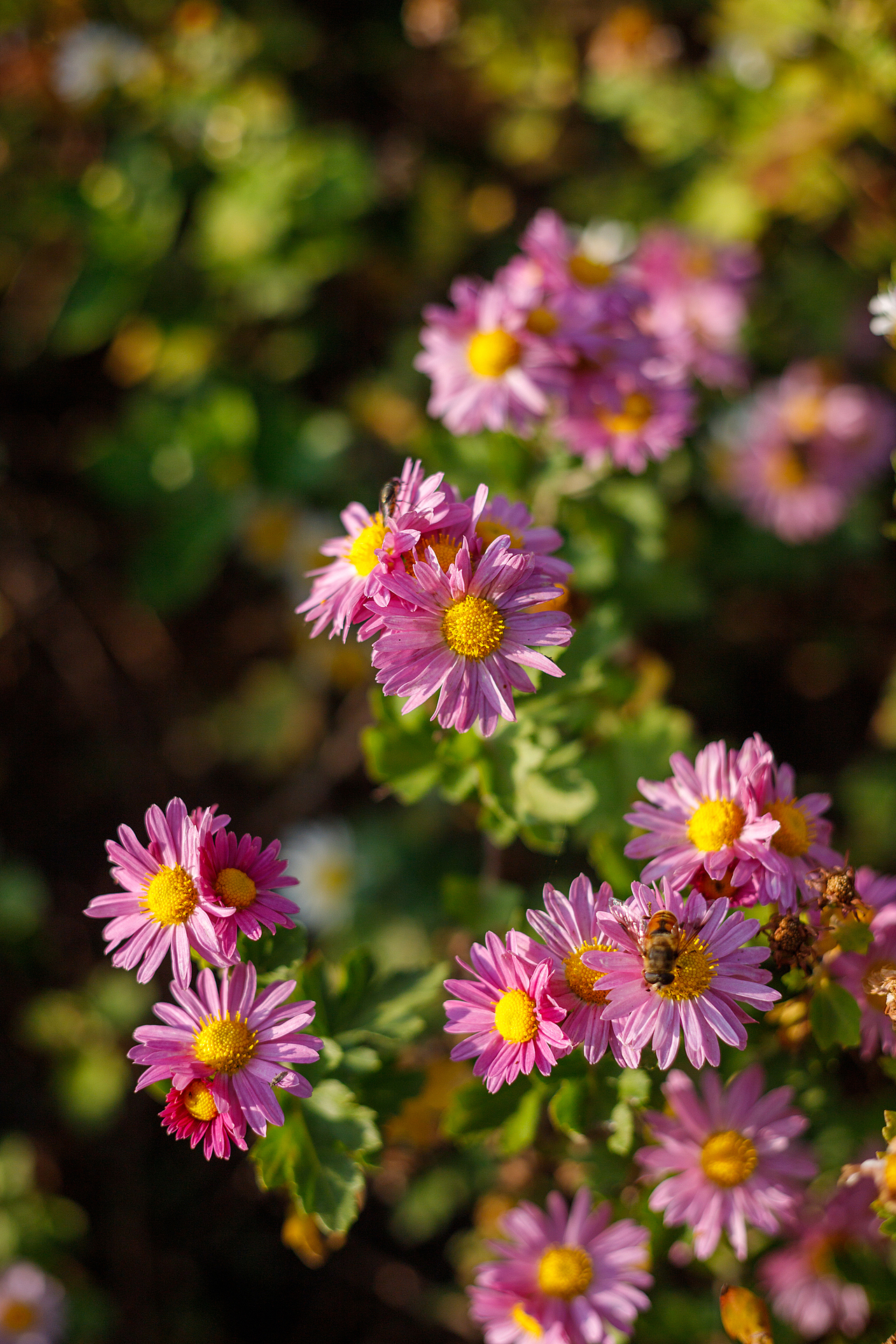 绿化带里的小菊花