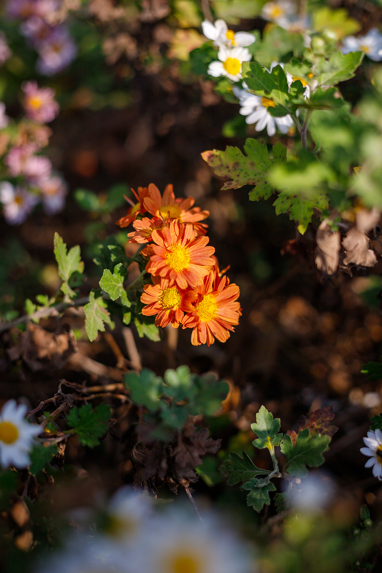 绿化带里的小菊花