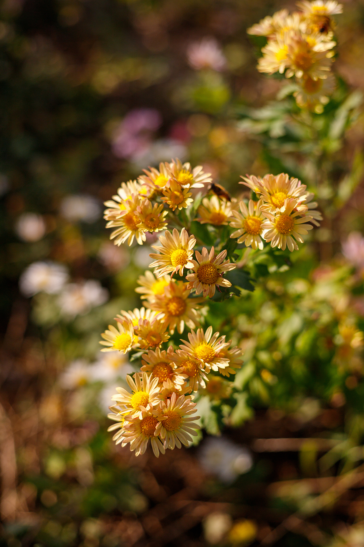 绿化带里的小菊花