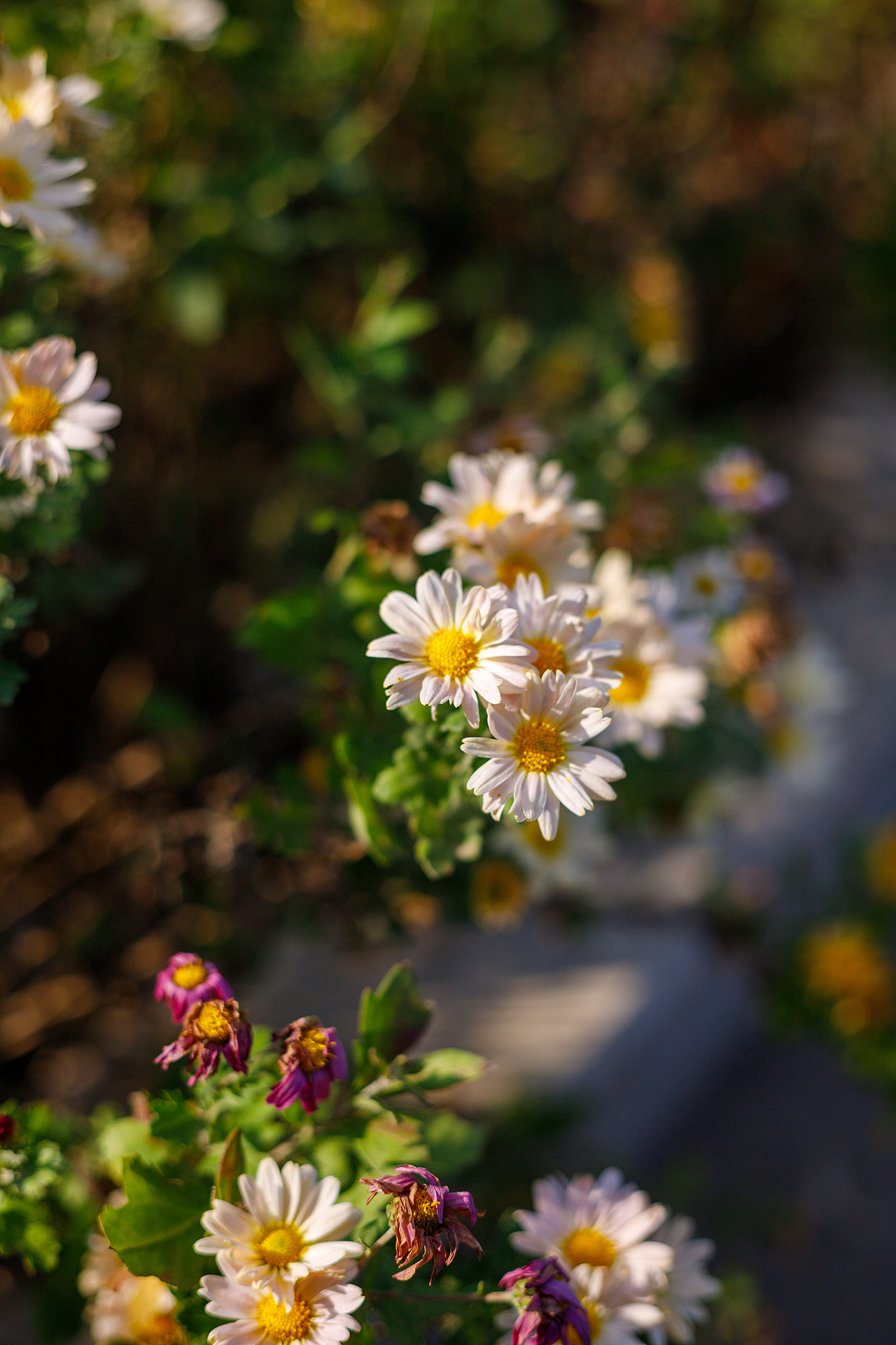 绿化带里的小菊花