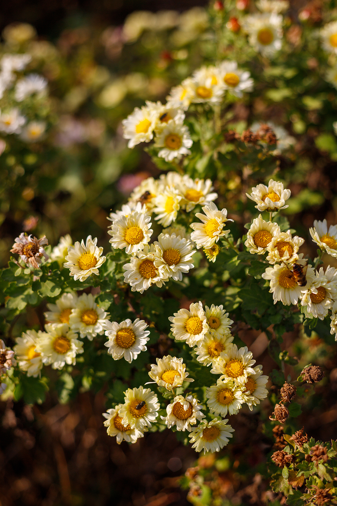 绿化带里的小菊花