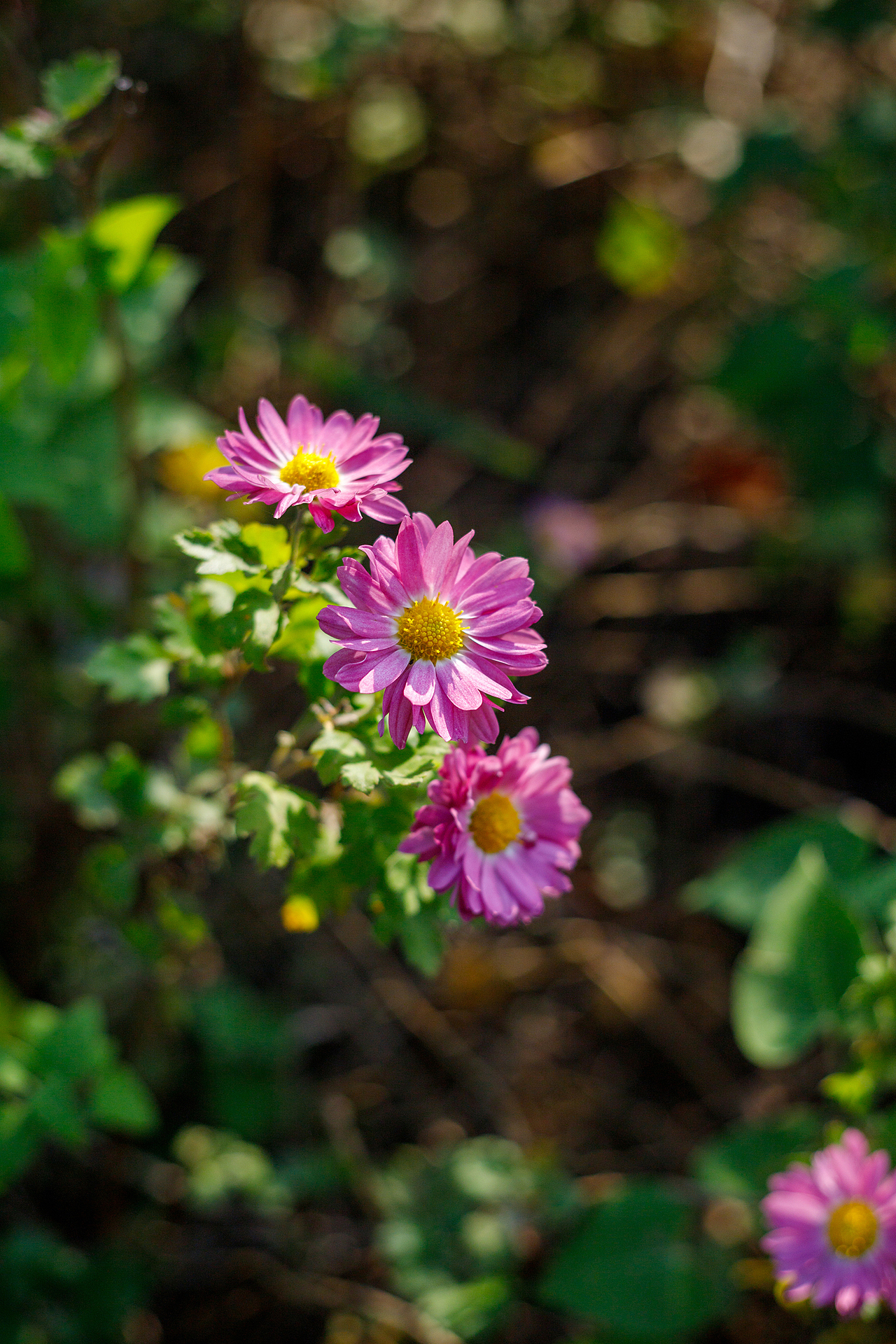 绿化带里的小菊花
