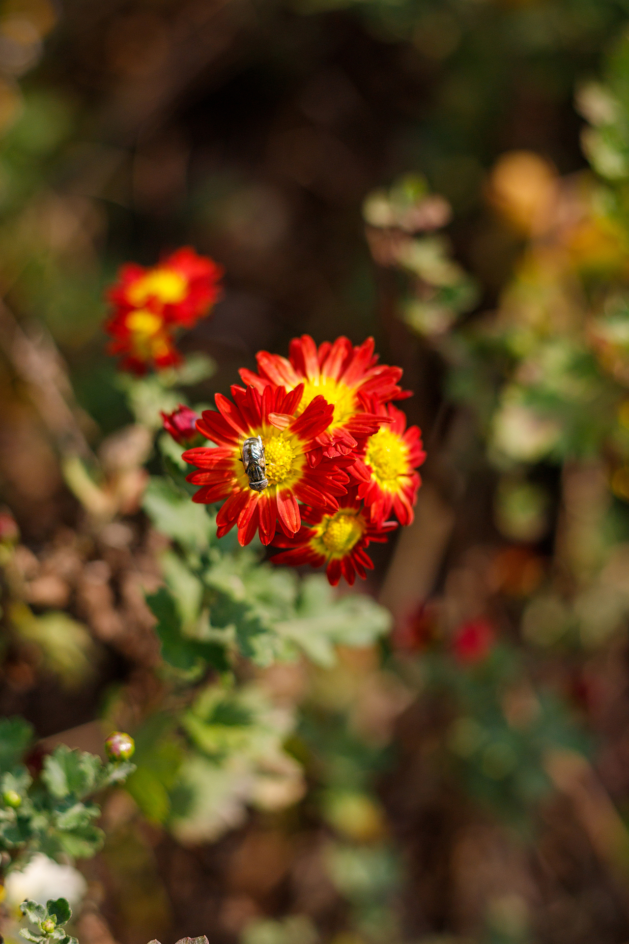绿化带里的小菊花