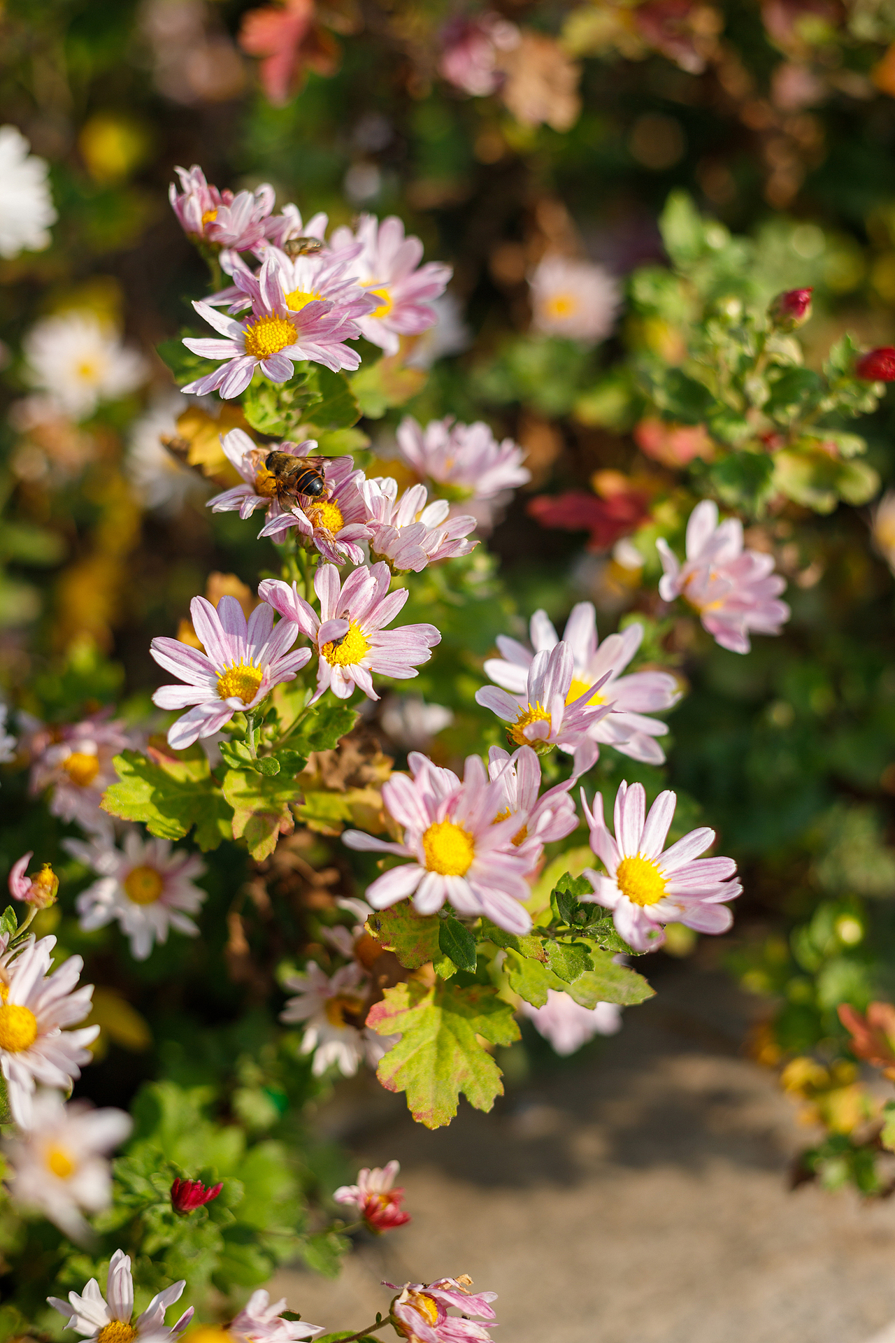 绿化带里的小菊花
