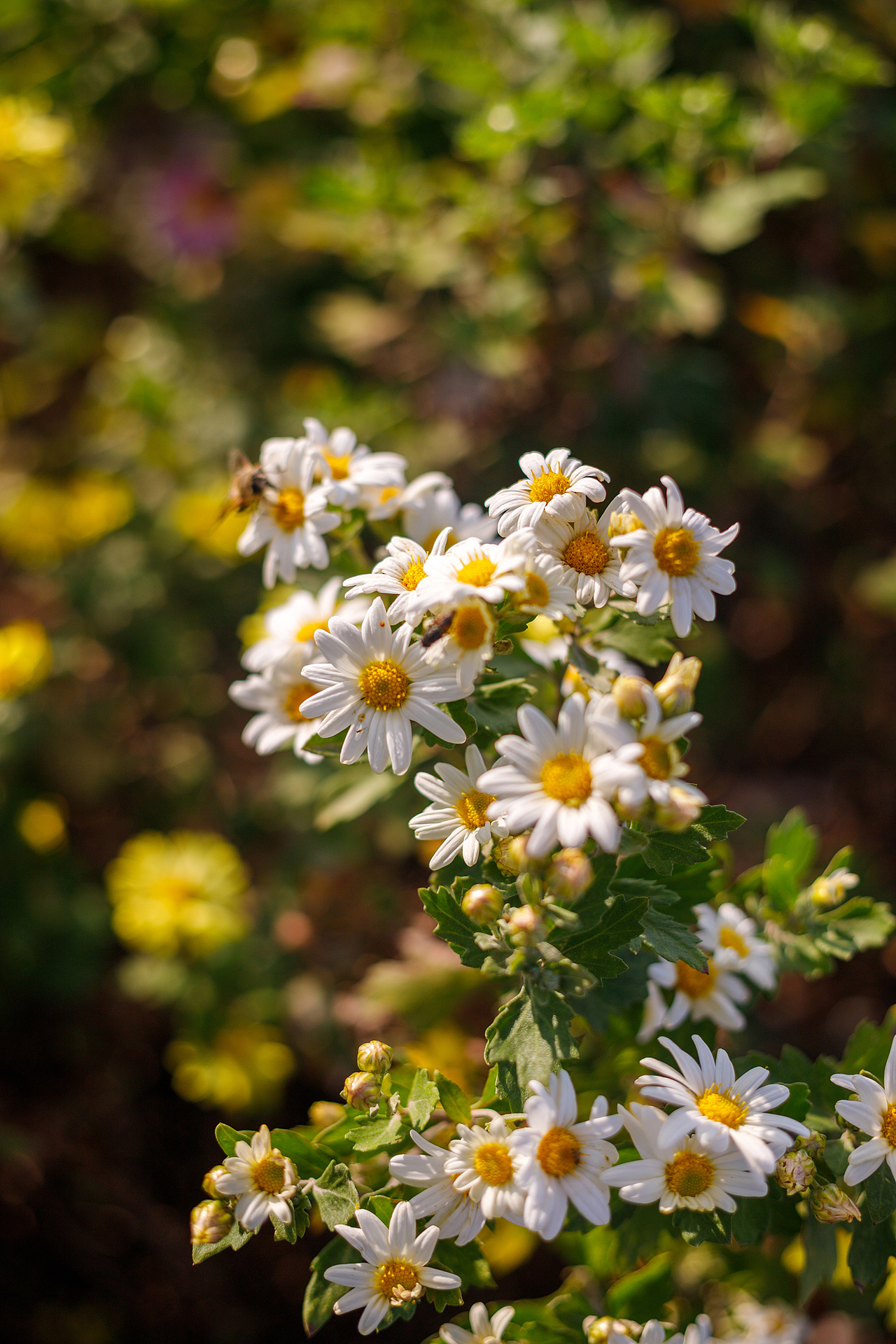 绿化带里的小菊花