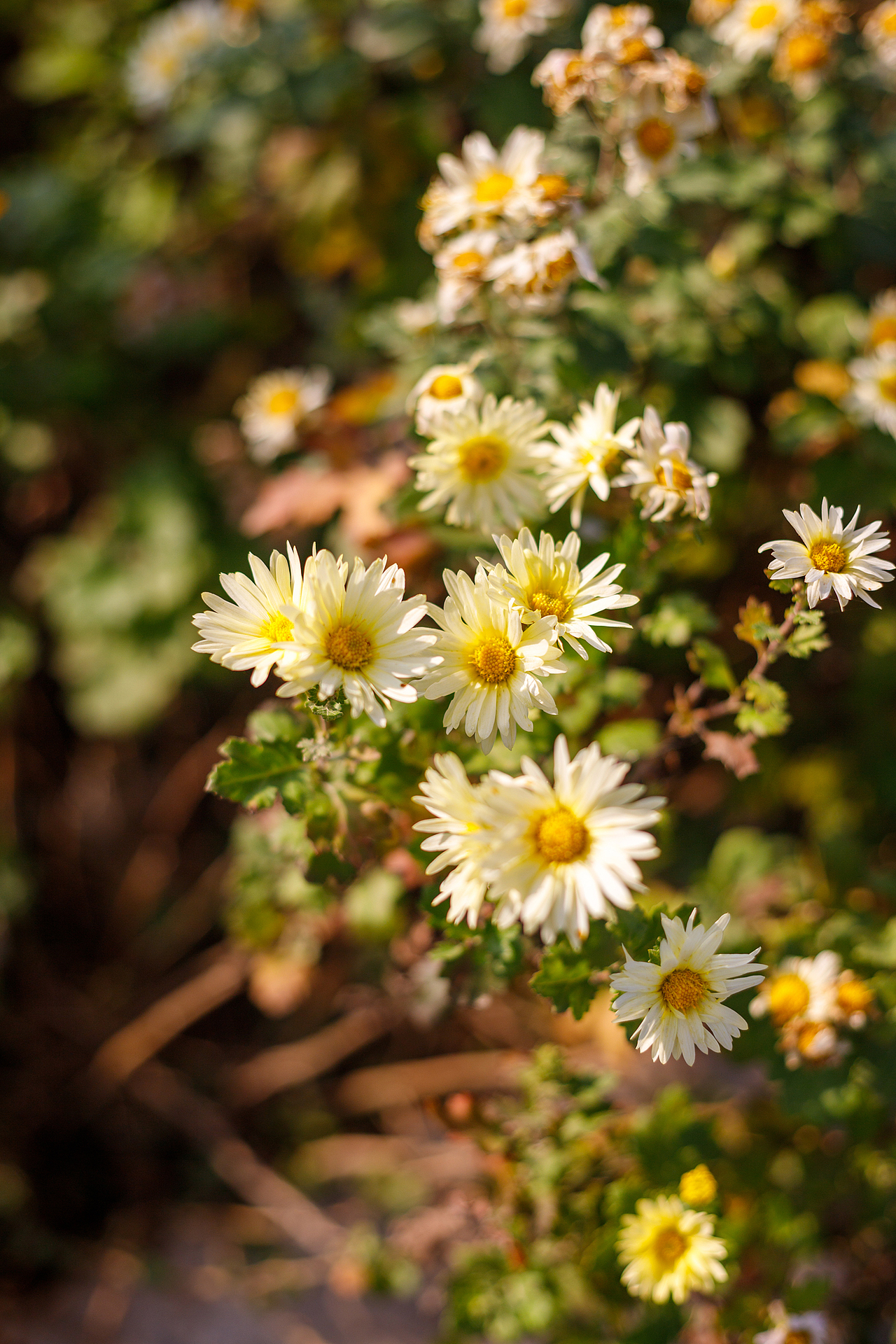 绿化带里的小菊花