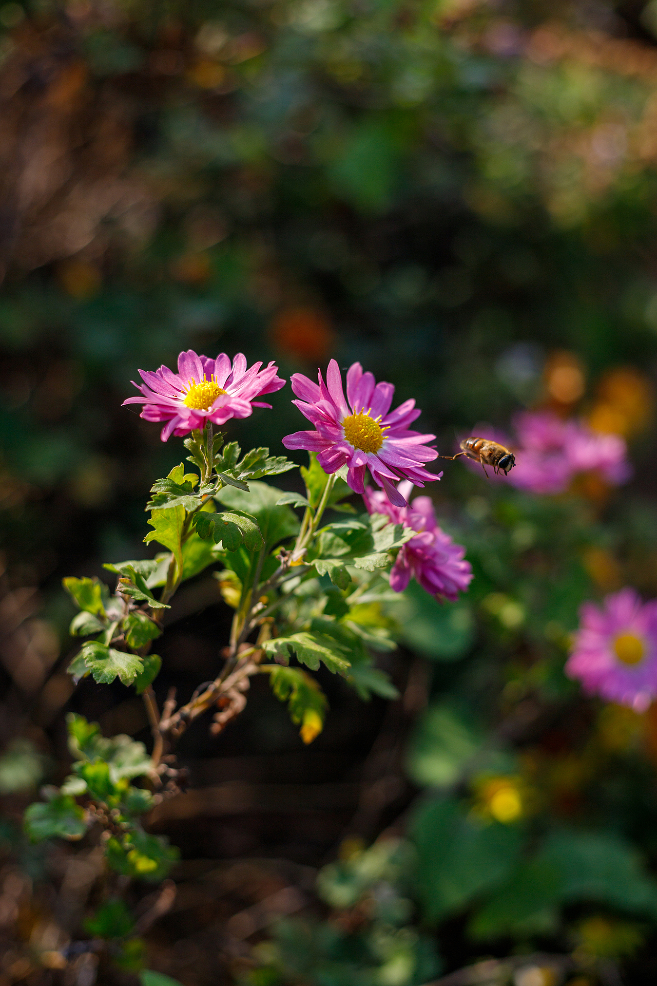 绿化带里的小菊花