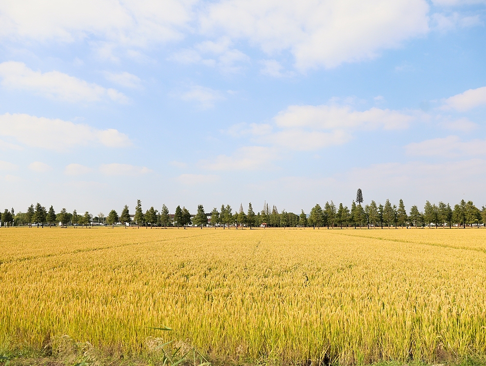 十月获稻,风趣野茶。