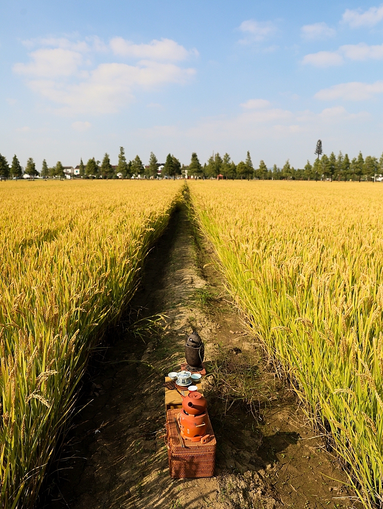 十月获稻,风趣野茶。