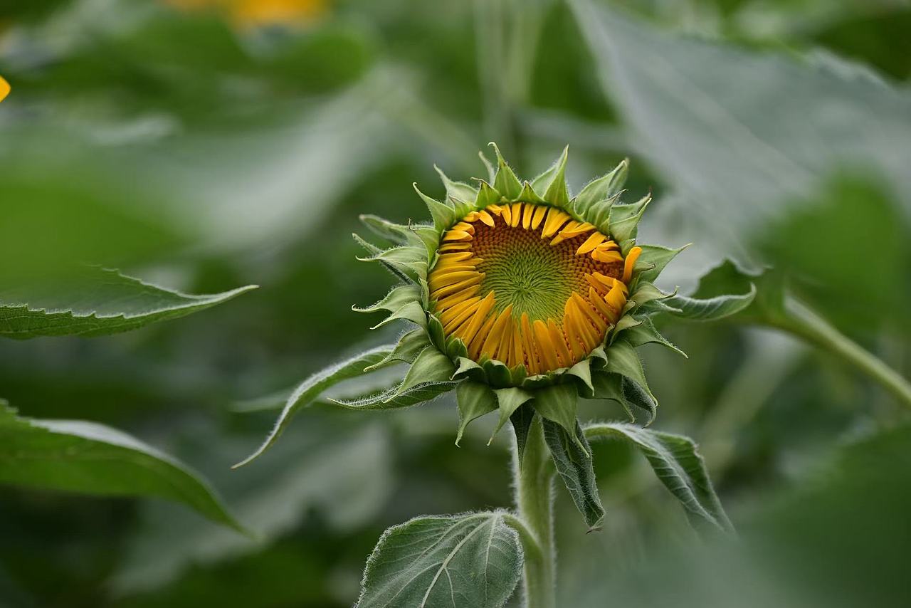 向日葵（图ZMzc5NTkyMDc2） - 风光摄影 - 站酷设计师大莉哥原创素材 - 站酷ZCOOL