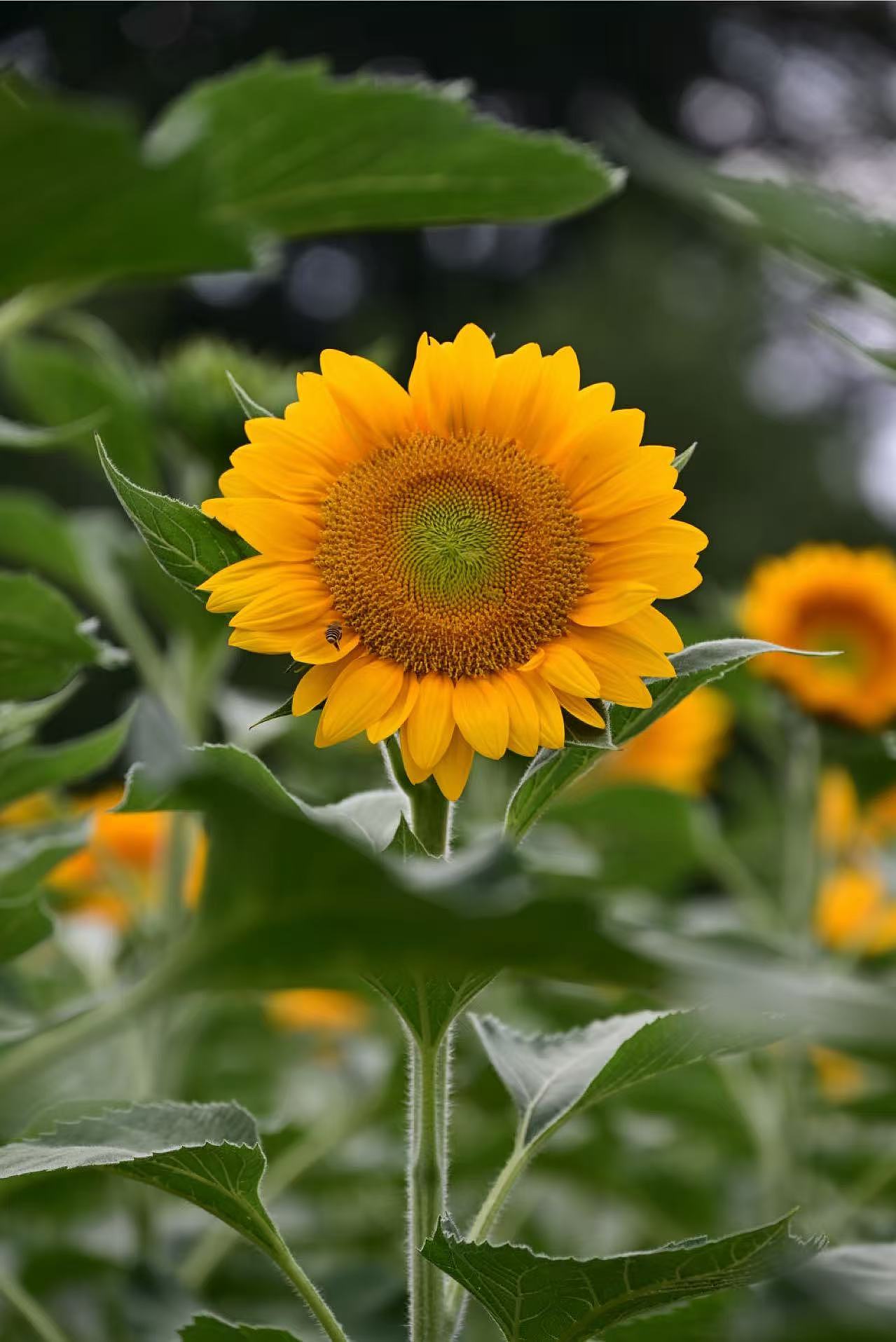 向日葵（图ZMzc5NTkyMDg4） - 风光摄影 - 站酷设计师大莉哥原创素材 - 站酷ZCOOL