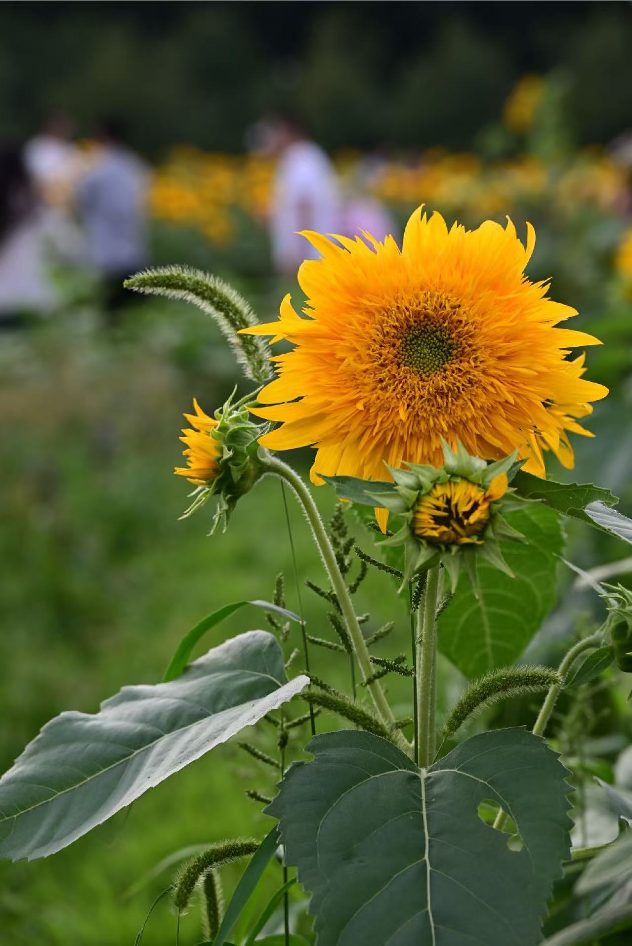 向日葵（图ZMzc5NTkyMDg0） - 风光摄影 - 站酷设计师大莉哥原创素材 - 站酷ZCOOL