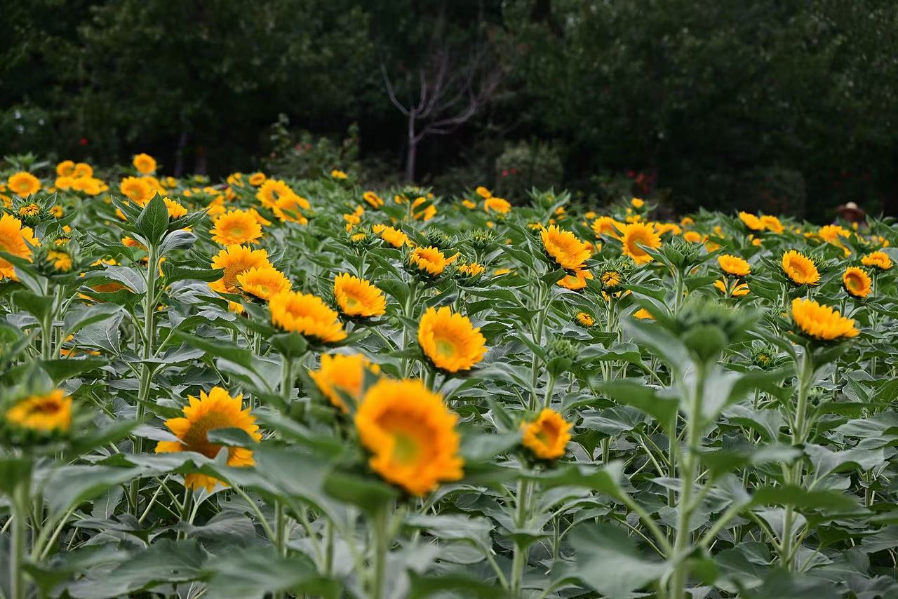 向日葵（图ZMzc5NTkyMDky） - 风光摄影 - 站酷设计师大莉哥原创素材 - 站酷ZCOOL