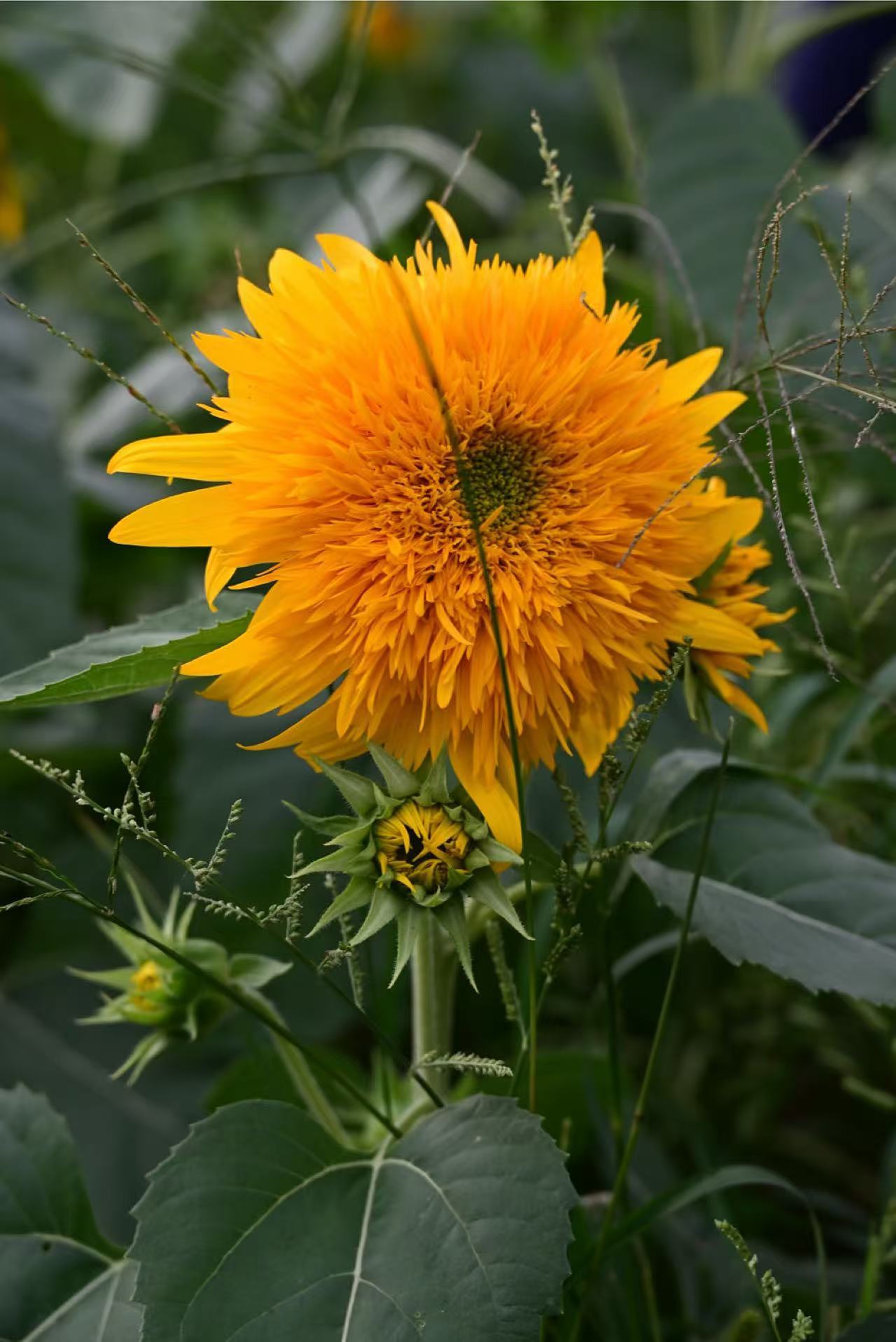 向日葵（图ZMzc5NTkyMDgw） - 风光摄影 - 站酷设计师大莉哥原创素材 - 站酷ZCOOL