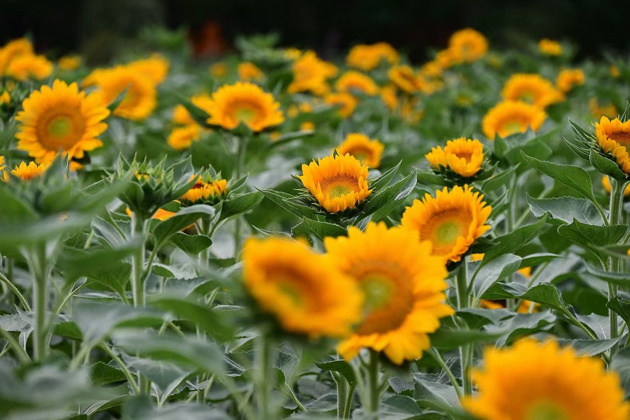 向日葵（图ZMzc5NTkyMDk2） - 风光摄影 - 站酷设计师大莉哥原创素材 - 站酷ZCOOL