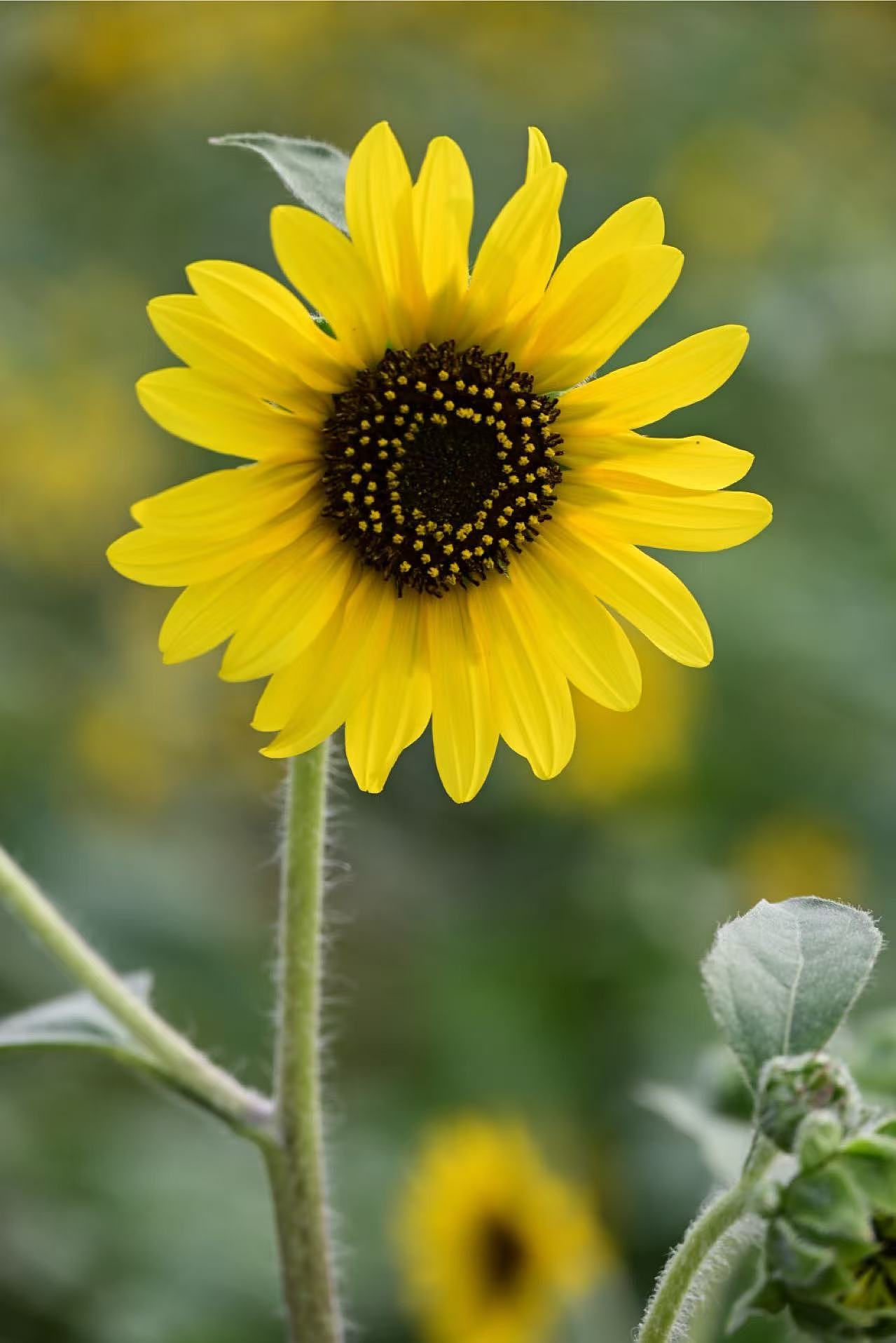 向日葵（图ZMzc5NTkyMTI0） - 风光摄影 - 站酷设计师大莉哥原创素材 - 站酷ZCOOL