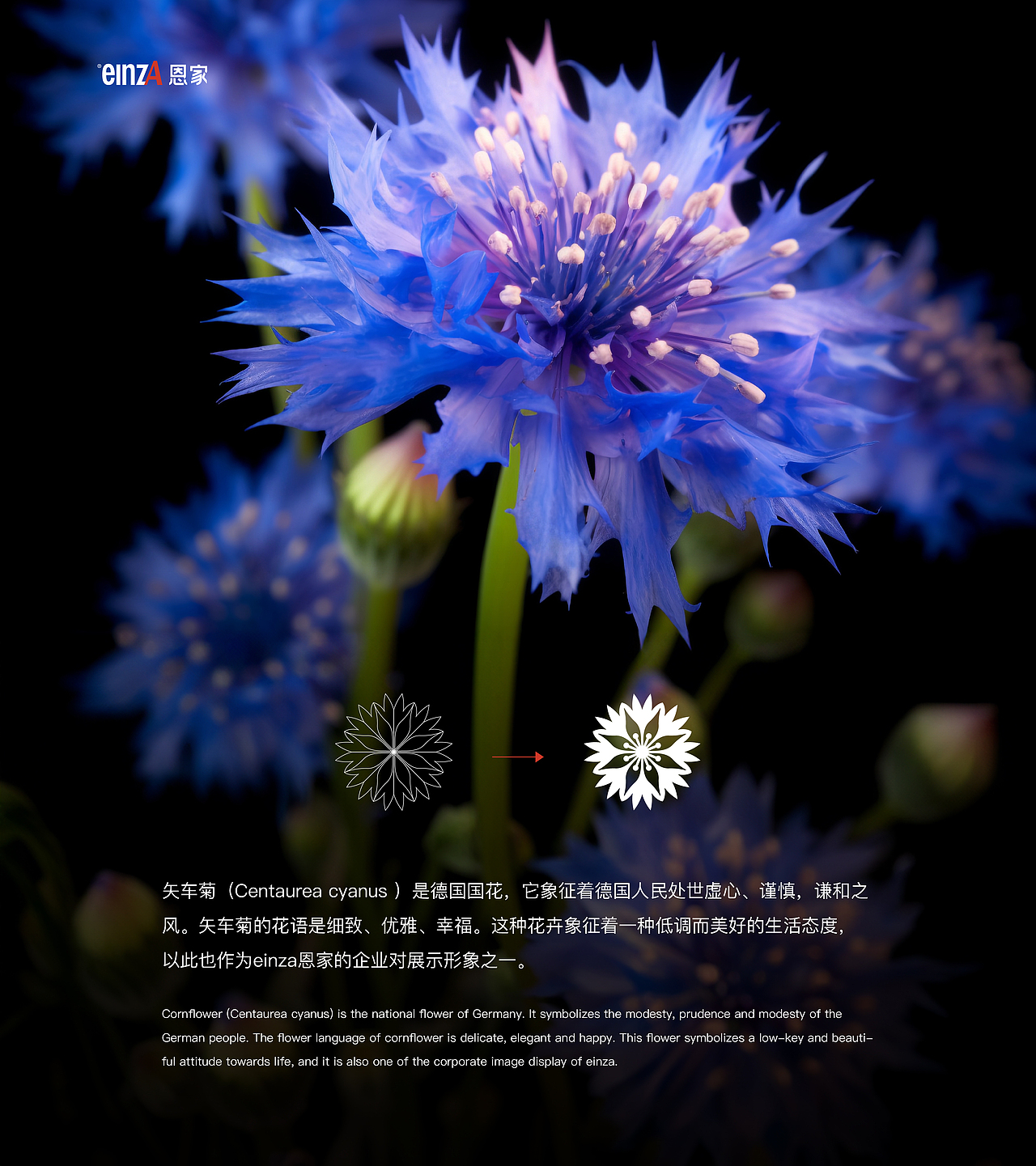 企业VI视觉设计