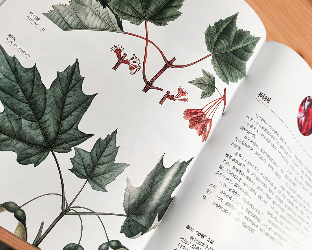 花果树的动人传说（图ZMzc5Njg4MTQ0） - 书籍/画册 - 站酷设计师柒拾叁号原创素材 - 站酷ZCOOL