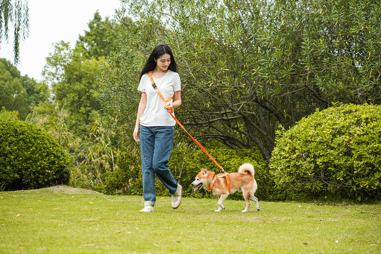 宠物牵引绳产品摄影主图设计视频制作跨境电商亚马逊拍