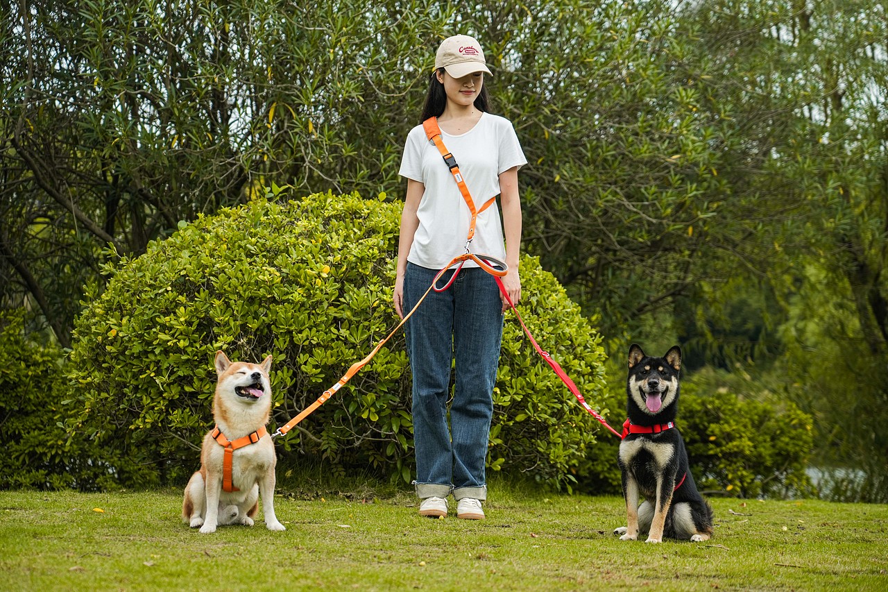宠物牵引绳产品摄影主图设计视频制作跨境电商亚马逊拍